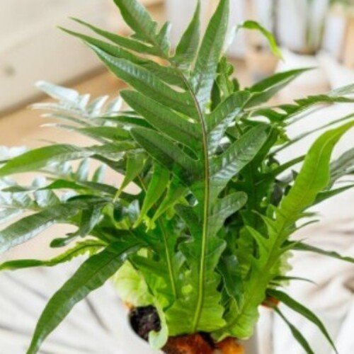 Aglaomorpha coronans Jim