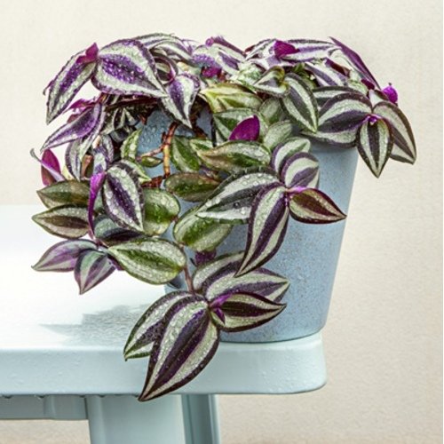 Tradescantia Pink Joy
