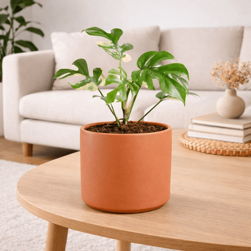 Rhaphidophora Tetrasperma Variegated