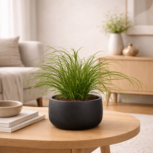 Cyperus Alternifolius Zumula