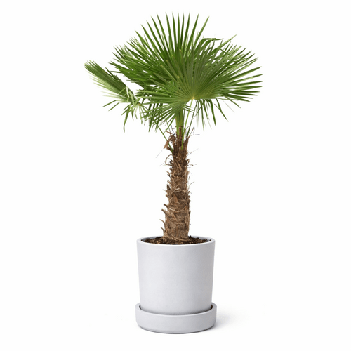 Trachycarpus Fortunei, nuo 100 cm 2