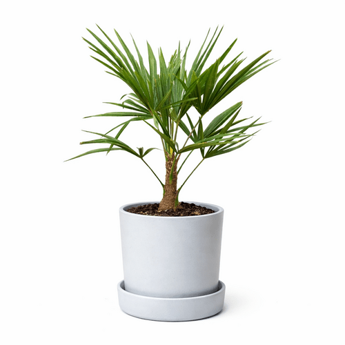 Trachycarpus Fortunei, nuo 100 cm 1