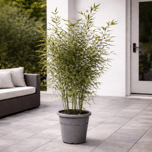 Fragesia bamboo, 220 cm