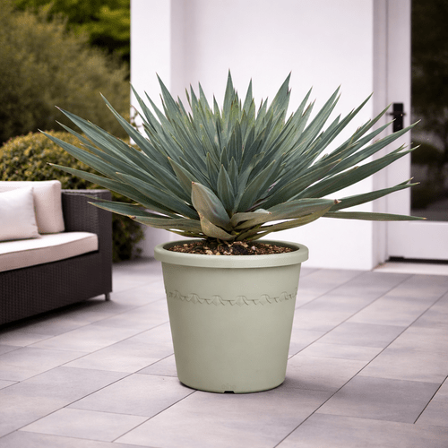 Yucca Gloriosa 'Lone Star', 140 cm