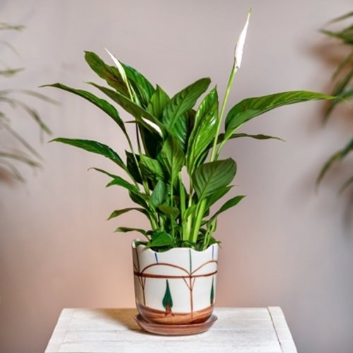 Spathiphyllum Pearl Cupido