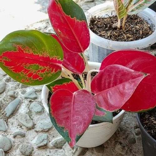 Aglaonema Suksom Jaipong