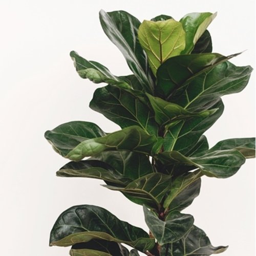 Ficus Lyrata