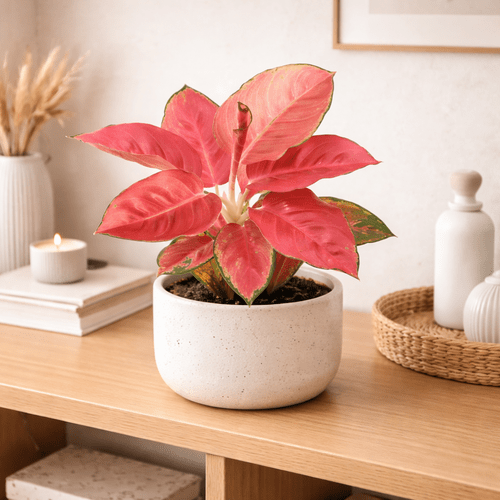 Aglaonema Silver Cherry