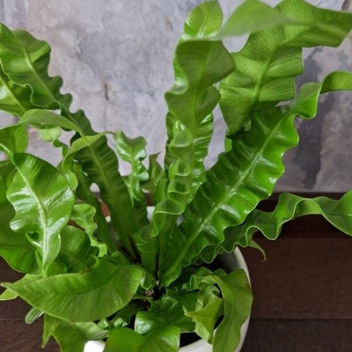 Asplenium nidus Crispy Wave