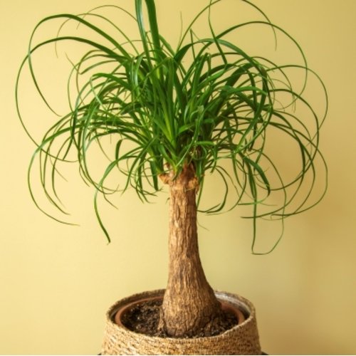 Beaucarnea recurvata