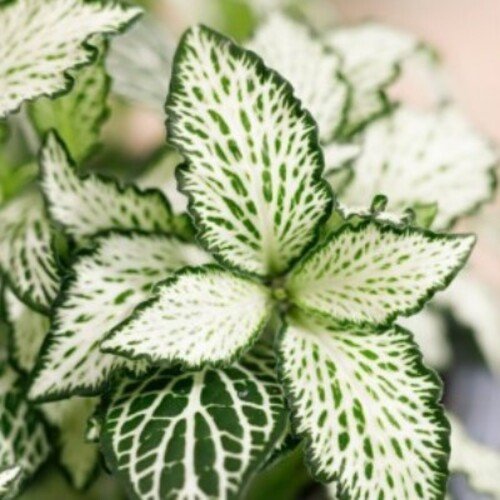 Fittonia Mosaic White Forest Flame