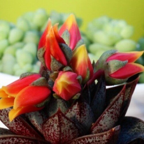 Echeveria purpusorum