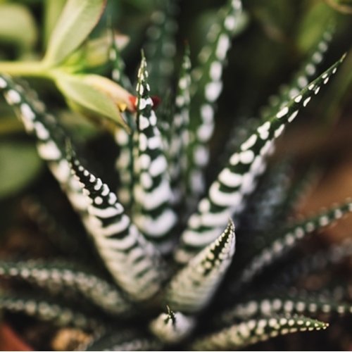 Haworthia fasciata Big Band