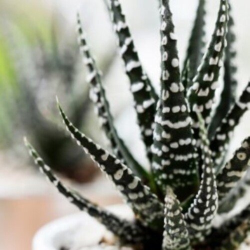 Haworthia fasciata Big Band