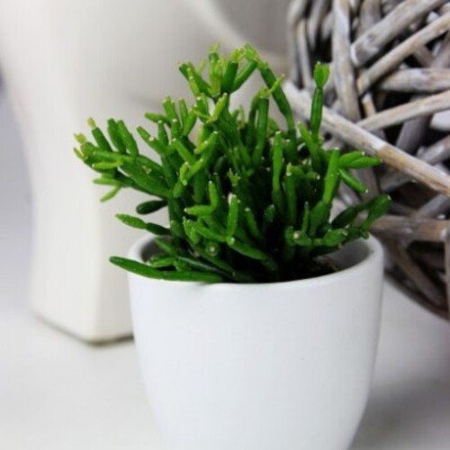 Hatiora salicornioides