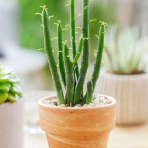 Euphorbia leucodendron