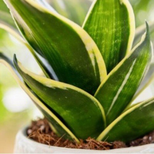 Sansevieria trifasciata Stars & Stripes