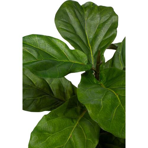 Dirbtinis Ficus Lyrata augalas, 107 cm.