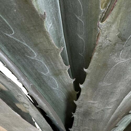 Dirbtinis Agave augalas, 120 cm.