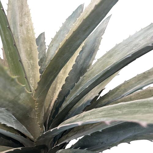 Dirbtinis Agave augalas, 120 cm.