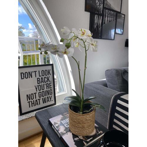 Dirbtinė orchidėja, 71 cm. 1