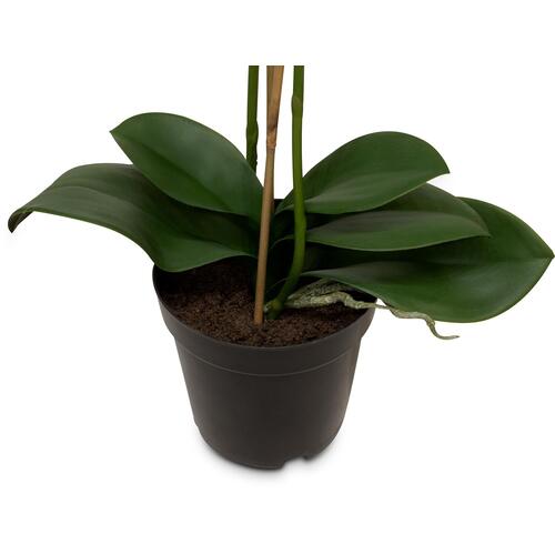 Dirbtinė orchidėja, 71 cm. 2