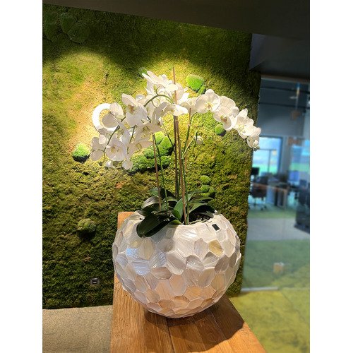 Dirbtinė orchidėja, 71 cm.