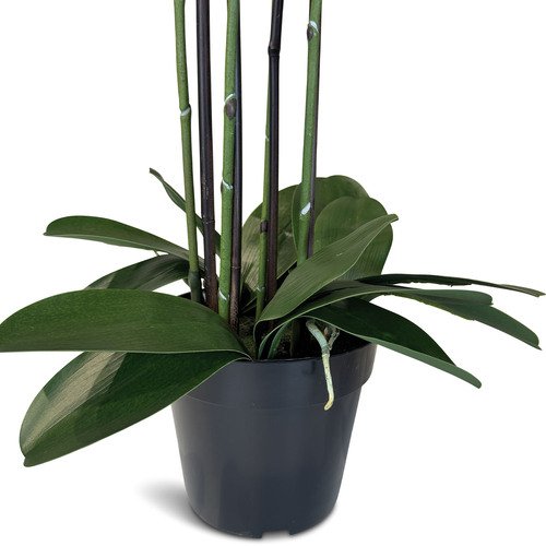 Dirbtinė orchidėja, 92 cm. 4