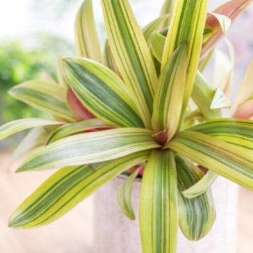 Tradescantia spathacea Discolor