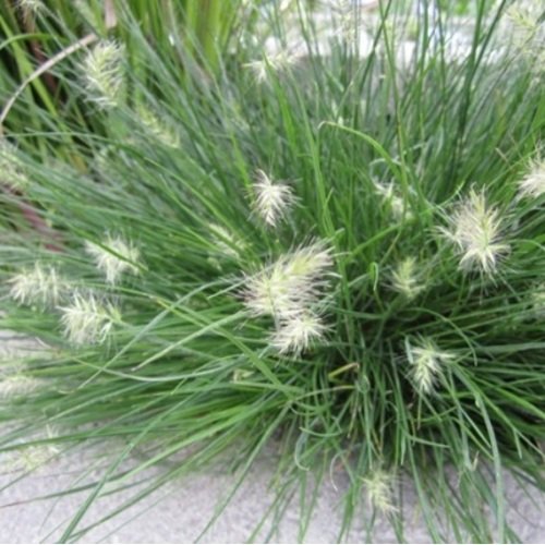 Soruolė pašiaušėlinė Little Bunny