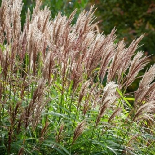 Miskantas kininis Malepartus