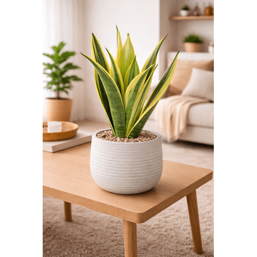Sansevieria trifasciata Golden Flame