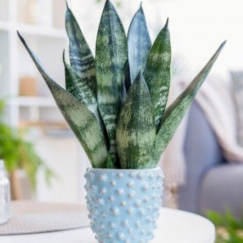Sansevieria Frozen