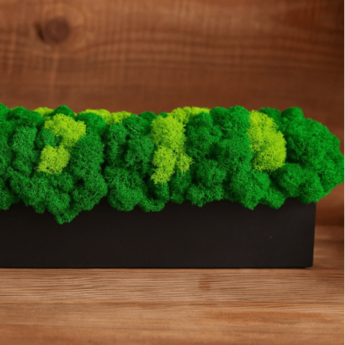 Dekoracija su stabilizuotomis samanomis