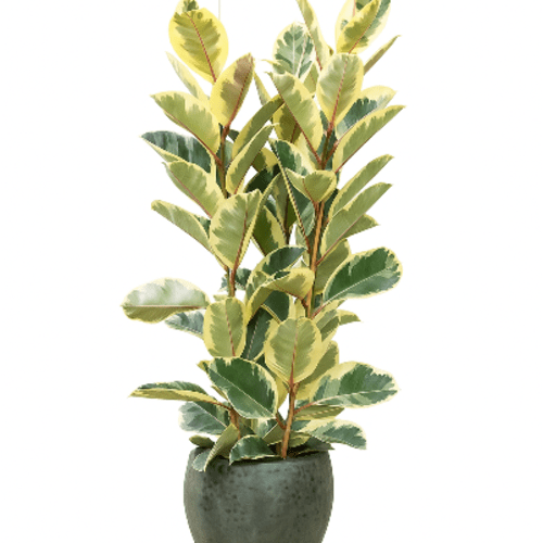 Ficus elastica Tineke, 100 cm