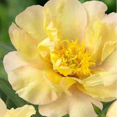 Bijūnas Lemon Dream