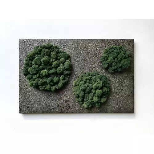 Stabilizuotų samanų paveikslas