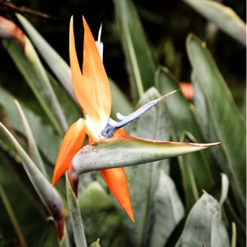 Strelitzia reginae 