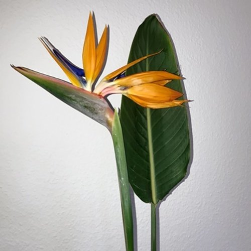 Strelitzia reginae 