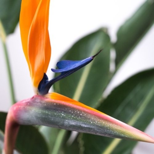 Strelitzia reginae 