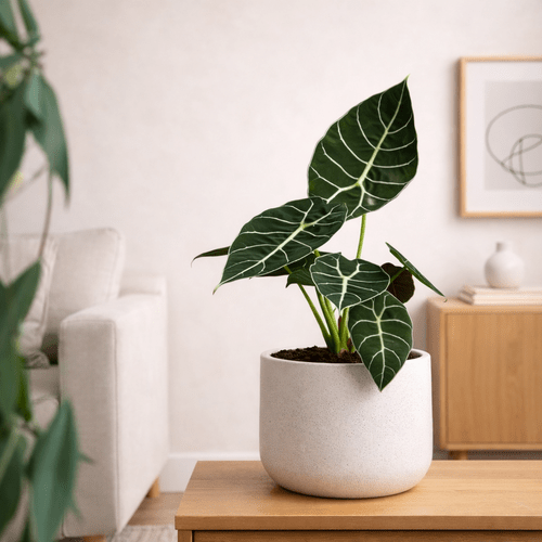 Alocasia Watsoniana