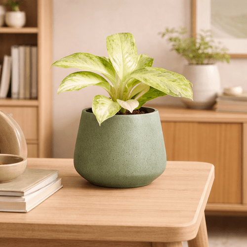 Aglaonema Arctic Lime