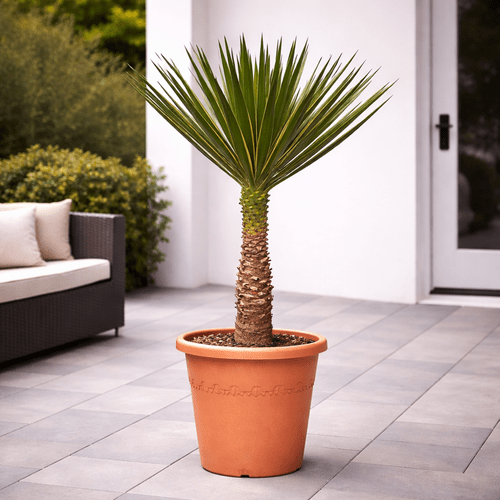 Yucca Aloifolia, 80 cm