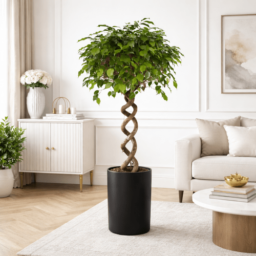 Ficus Benjamina su spiraliniu kotu, 140 cm 