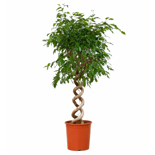 Ficus Benjamina su spiraliniu kotu, 140 cm  1