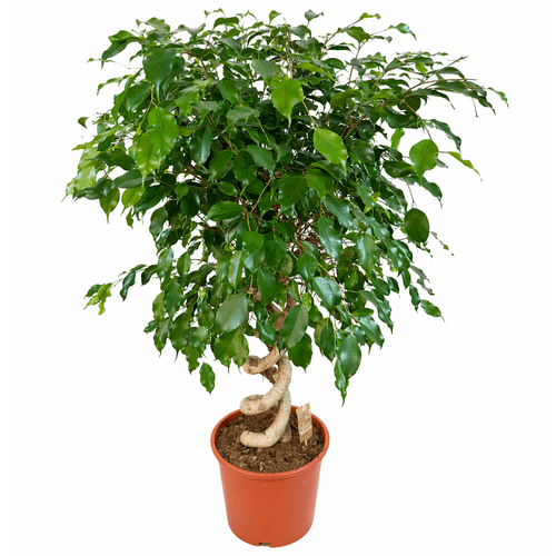 Ficus Benjamina su spiraliniu kotu, 140 cm  2