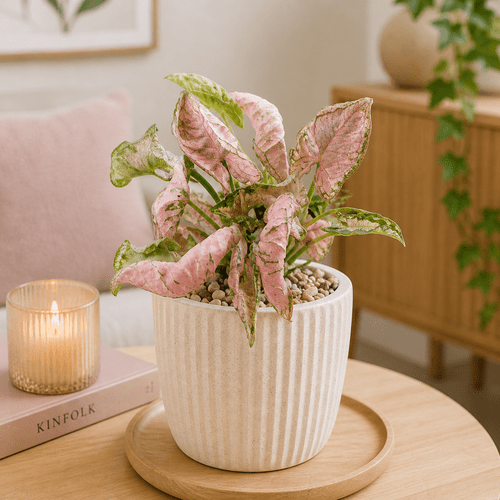 Syngonium Pink Rolli