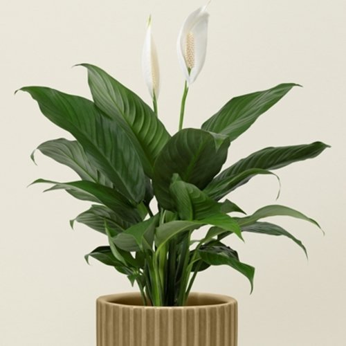 Spathiphyllum Sweet Silvio