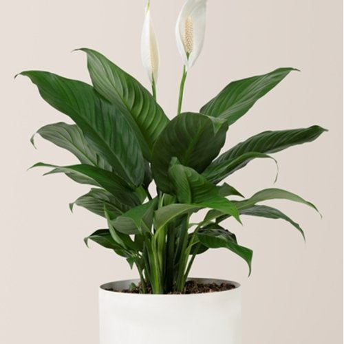 Spathiphyllum Sweet Silvio