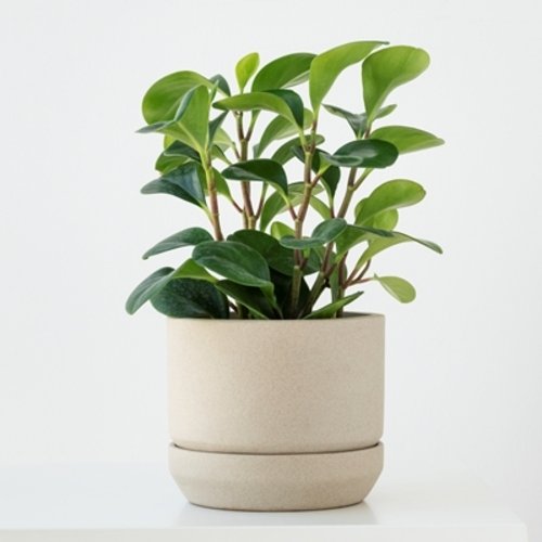 Peperomia obtusifolia 